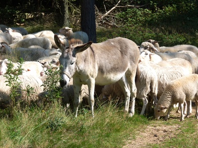 Schafe und Esel