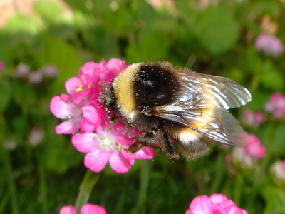 Hummel auf Blume