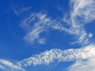 Cirruswolken mit Krähen