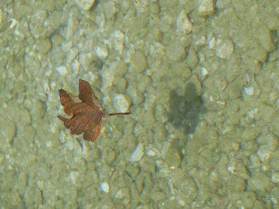 Herbstblatt im Wasser