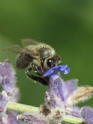 Biene bei der Nahrungszufuhr