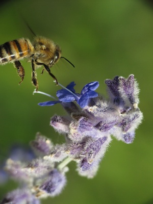 Biene im Anflug auf eine Blume