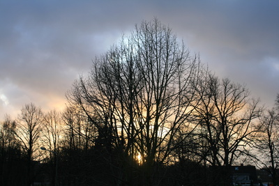 Sonnenuntergang hinter den Bäumen