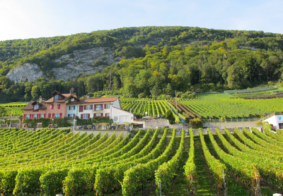 Weingut am Bielersee