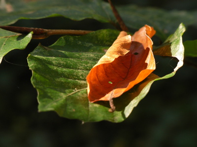 Herbst Blattwerk
