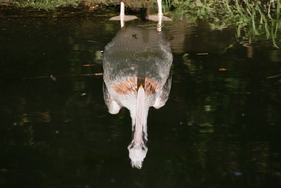 Pelikan spiegelverkehrt