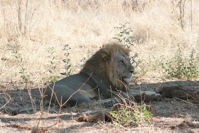 Löwe im Ruaha Nationalpark in Tansania