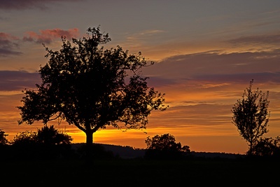 Streuobstwiese am Abend