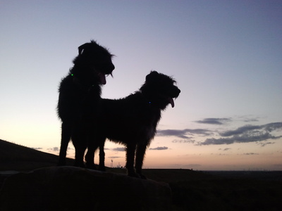 Hunde im Sonnenuntergang 2