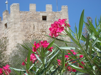 Blumen vor der Burg