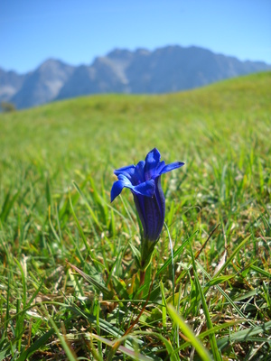 Blau blüht der Enzian