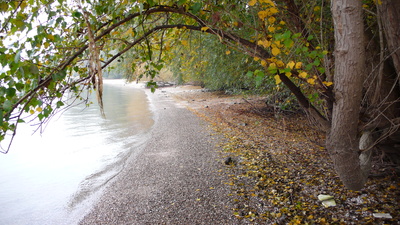 Herbstliches Rheinufer