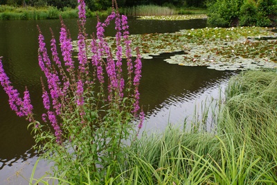 Biotop mit Schilf und Wasserrosen_2