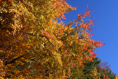 Bäume im Herbst