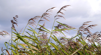 Wedel im Wind