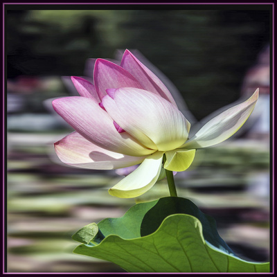 Zarte Lotusblüte