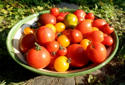 alte Tomatensorten