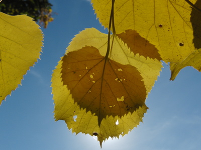 Goldener Oktober