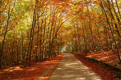 Laubwald  Oktober