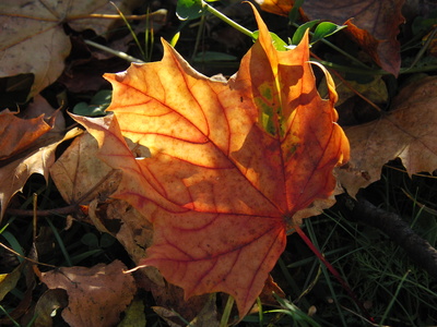 Herbstsonne im Blatt