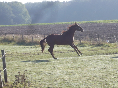 Pferd  im Sauerland