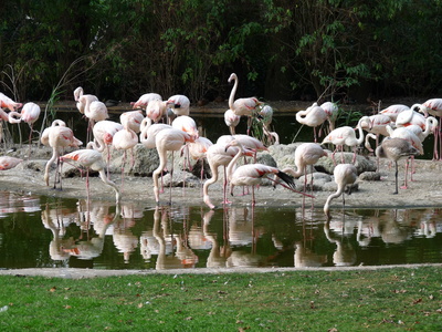 Viele Flamingos