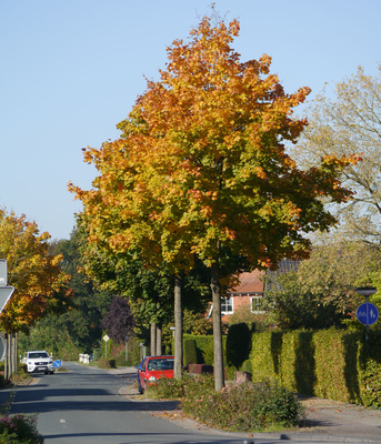 Straßenbäume im Oktober