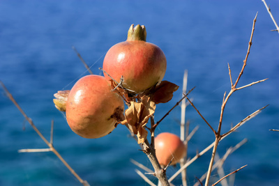 Wild wachsender Granatapfel