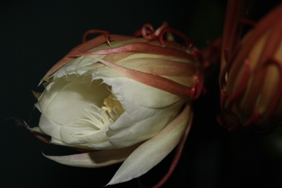 Blattkaktus-Blüte 1