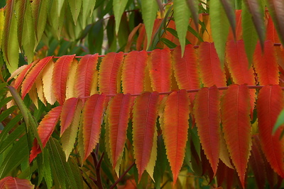 Essigbaum-Blätter im Herbst