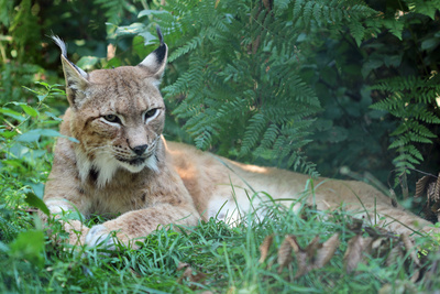 Luchs