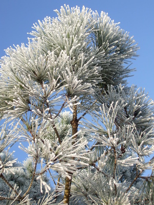 Nadelbaum mit Reif