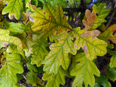 Eichenlaub in Herbstfärbung