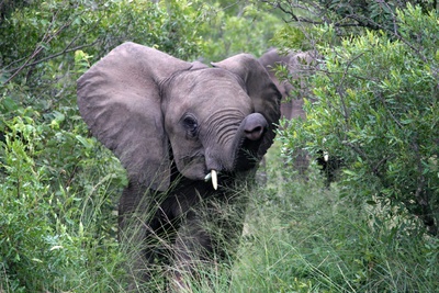 junger Elefant