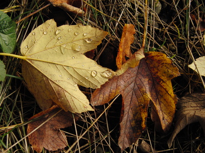 Nasse Herbstblätter