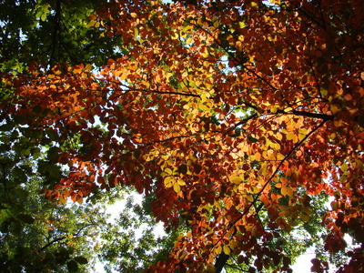 Herbstbild_1