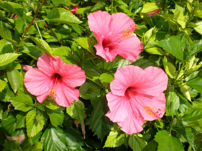 Gartenhibiscus