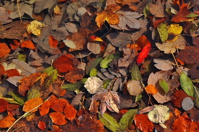 Autumn leaves