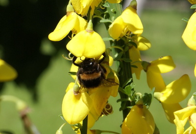 Hummel im Frühjahr Hummel im Frühjahr