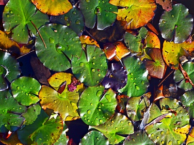 Herbst im Teich