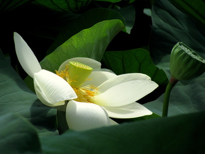 Lotusblüte 2