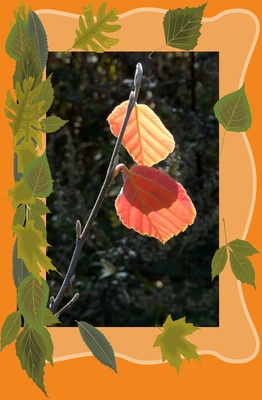 Herbstblätter (Collage)