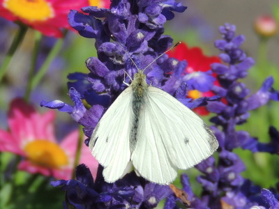 Weißer Schmetterling auf blauer Blüte