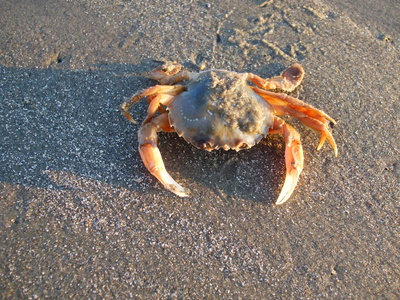 Krabbe auf Baltrum