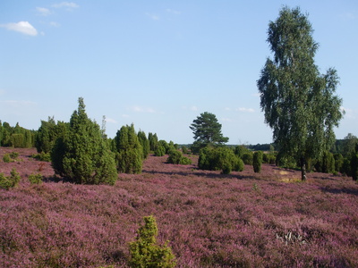 Ellerndorfer Heide