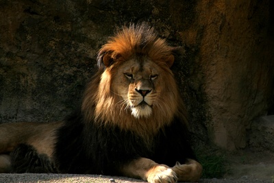 Löwe (Panthera leo)