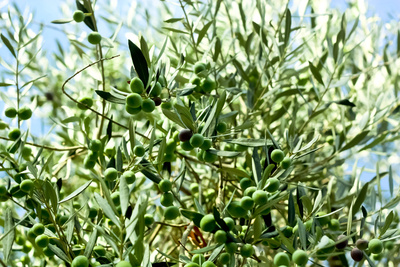 Olivenbaum vor der Ernte