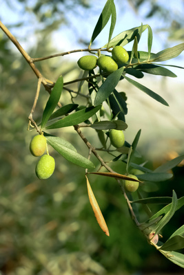 Grüne, unreife Oliven am Zweig
