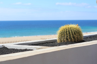 Der Kaktus und das Meer