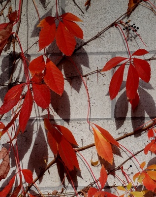 Herbstlicher Fassadenschmuck
